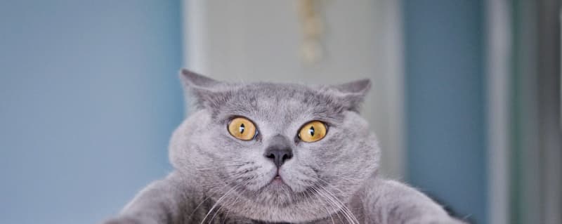 Global Cat Day trends on Twitter currently.