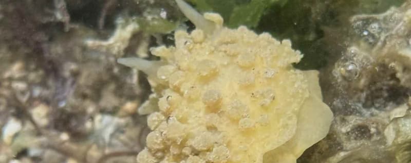 Photographer captures rare Warty Doris slug in Studland Bay.