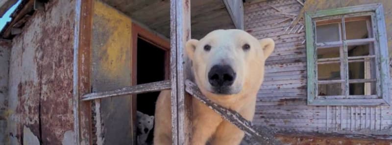 Polar bears take over deserted Soviet research station