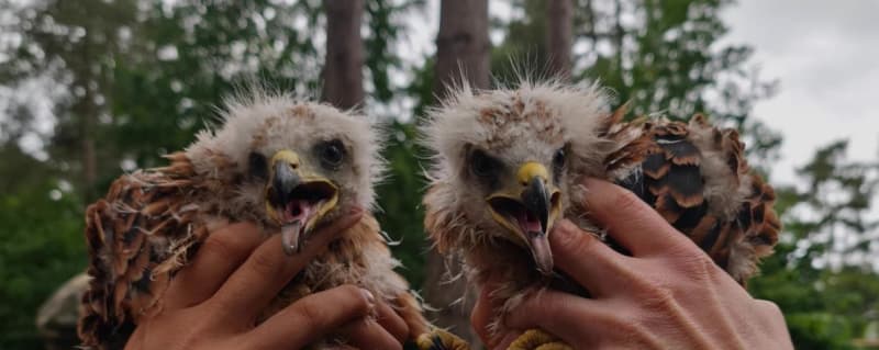 Red kites nesting in Sherwood Forest for the first time