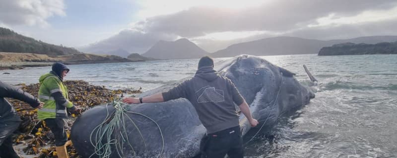 Scientists probe increase in whale and dolphin strandings in Scotland